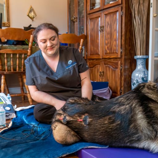 A woman sitting on the floor petting a cat.